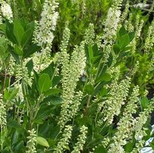 Clethra alnifolia 'Sixteen Candles' Clethra alnifolia 'Sixteen Candles'