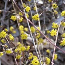 Cornus mas 'Aurea' Cornus mas 'Aurea'