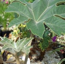 Tetrapanax (syn. Aralia) papyrifera (a.k.a. papyrifer) Tetrapanax (syn. Aralia) papyrifera (a.k.a. papyrifer)