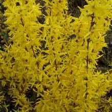 Forsythia x intermedia 'Ford Freeway'