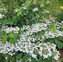 Viburnum plicatum f. tomentosum 'Watanabe' Viburnum plicatum f. tomentosum 'Watanabe'