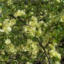 Chaenomeles japonica 'Chojubai' Chaenomeles japonica 'Chojubai'