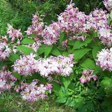 Deutzia x hybrida 'Magicien'