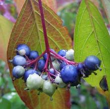 Cornus amomum