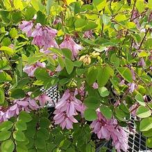 Indigofera kirilowii 'Bernheim' Indigofera kirilowii 'Bernheim'