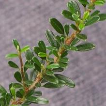 Cotoneaster microphyllus var. thymifolius Cotoneaster microphyllus var. thymifolius