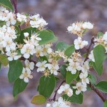 Cotoneaster multiflorus Cotoneaster multiflorus