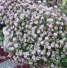 Daphne x napolitana 'Meon' Daphne x napolitana 'Meon'