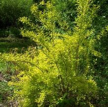 Forsythia viridissima 'Gold Leaf' Forsythia viridissima 'Gold Leaf'