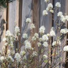 Fothergilla gardenii 'Blue Mist'