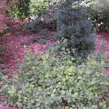 Fothergilla gardenii 'Epstein Form' Fothergilla gardenii 'Epstein Form'