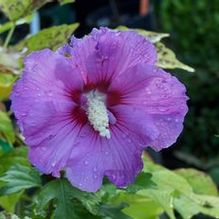 Hibiscus syriacus 