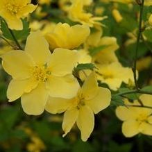 Kerria japonica 'Pale Moon'