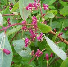 Lonicera maximowiczii var. sachalinensis