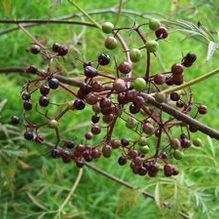 Sambucus canadensis 'Laciniata'