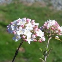 Viburnum x burkwoodii 'Mohawk'