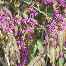 Callicarpa dichotoma Callicarpa dichotoma