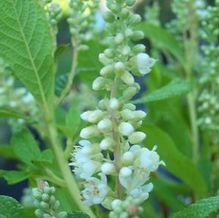 Clethra alnifolia 'Anne Bidwell' Clethra alnifolia 'Anne Bidwell'