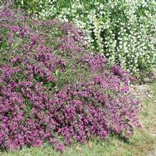 Lespedeza thunbergii 'Gibralter'