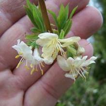 Lonicera fragrantissima