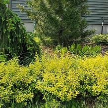 Spiraea japonica 'White Gold'