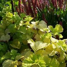 Rubus parvifolius 'Lemon Lace'