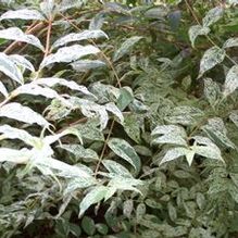 Deutzia scabra 'Variegata'