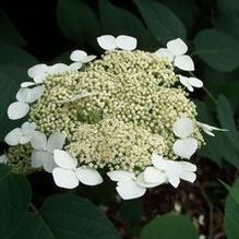 Hydrangea arborescens subsp. radiata