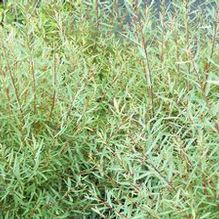 Salix purpurea 'Canyon Blue'