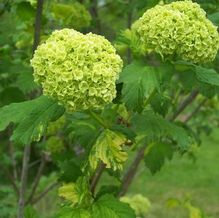 Viburnum opulus 'Kristy D.'