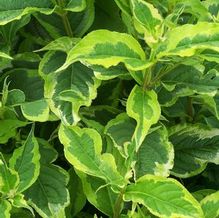 Weigela florida 'Variegata Nana'