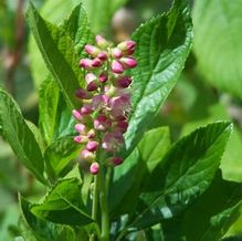 Clethra alnifolia 'Ruby Spice'