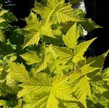 Rubus spectabilis 'Golden Ruby'