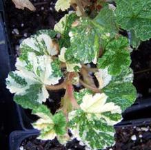 Rubus pentalobus 'Sonya's Parasol'