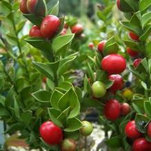 Ruscus aculeatus 'Elizabeth Lawrence' Ruscus aculeatus 'Elizabeth Lawrence'