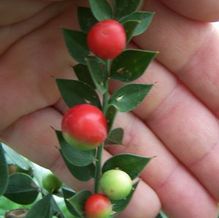 Ruscus aculeatus 'Wheeler's Variety' Ruscus aculeatus 'Wheeler's Variety'