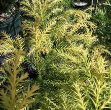 Cryptomeria japonica 'Sekkan-sugi'