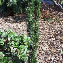 Taxus x media 'Bean Pole' Taxus x media 'Bean Pole'
