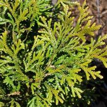 Thujopsis dolobrata 'Aurea' Thujopsis dolobrata 'Aurea'