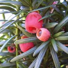 Taxus x media 'Maureen' Taxus x media 'Maureen'