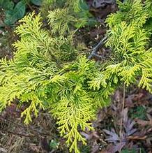 Chamaecyparis obtusa 'Crippsii'