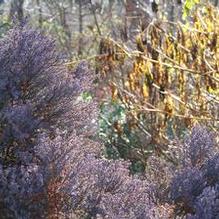 Platycladus orientalis 'Juniperoides'