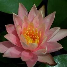 Nymphaea odorata 'Colorado Peach'