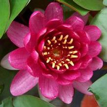 Nymphaea odorata 'Perry's Baby Red'