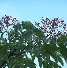 Evodia daniellii Evodia daniellii