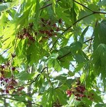 Acer japonicum 'Aconitifolium'