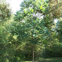 Magnolia macrophylla Magnolia macrophylla