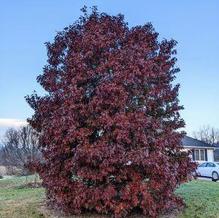 Quercus x sternbergii Quercus x sternbergii