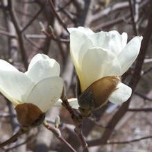 Magnolia denudata