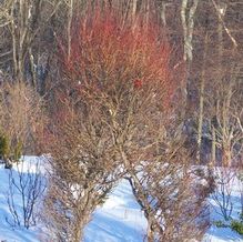 Salix x 'Scarlet Curls' Salix x 'Scarlet Curls'